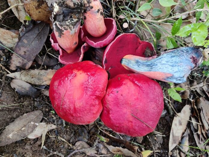 boletus mashroom