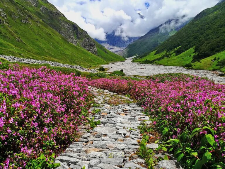 Himalayan flowers